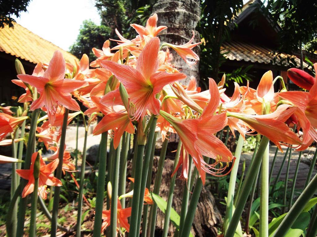 Areeya Phuree Resort Thaton Mae Ai Exteriör bild